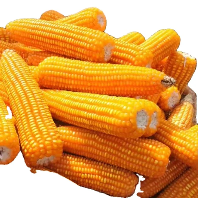 New Corp High Quality Non Glutenous White Yellow Corn Bulk White in Thailand