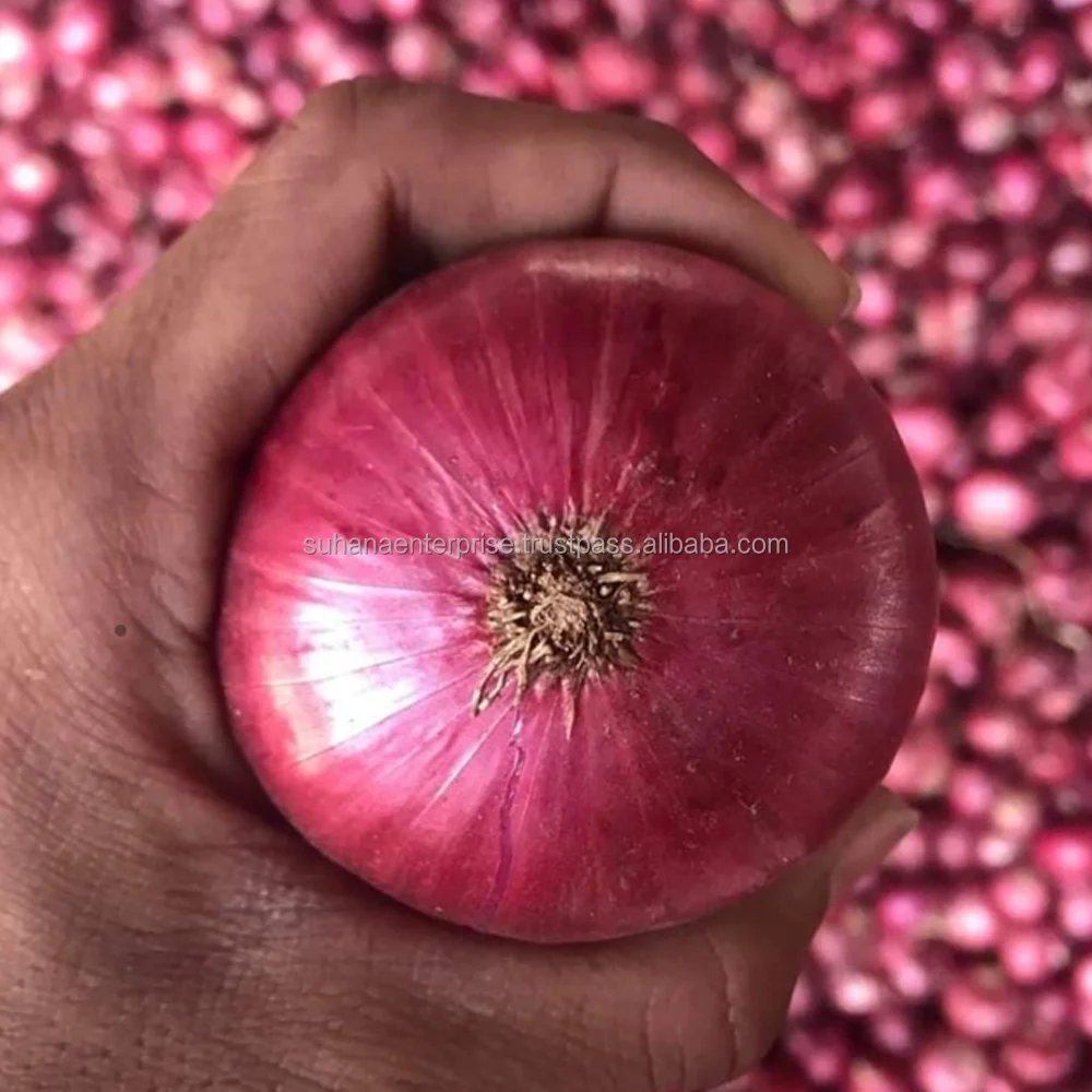 Onion_Pic_1.png