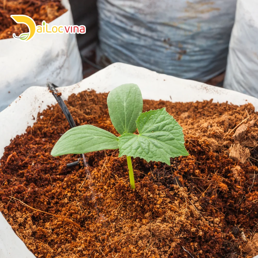 MIXING BETWEEN COCO PEAT AND COCO CHIP SUITABLE FOR GROWING MEDIUM