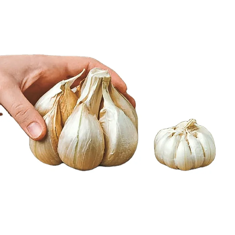 Top quality available  for Elephant Garlic