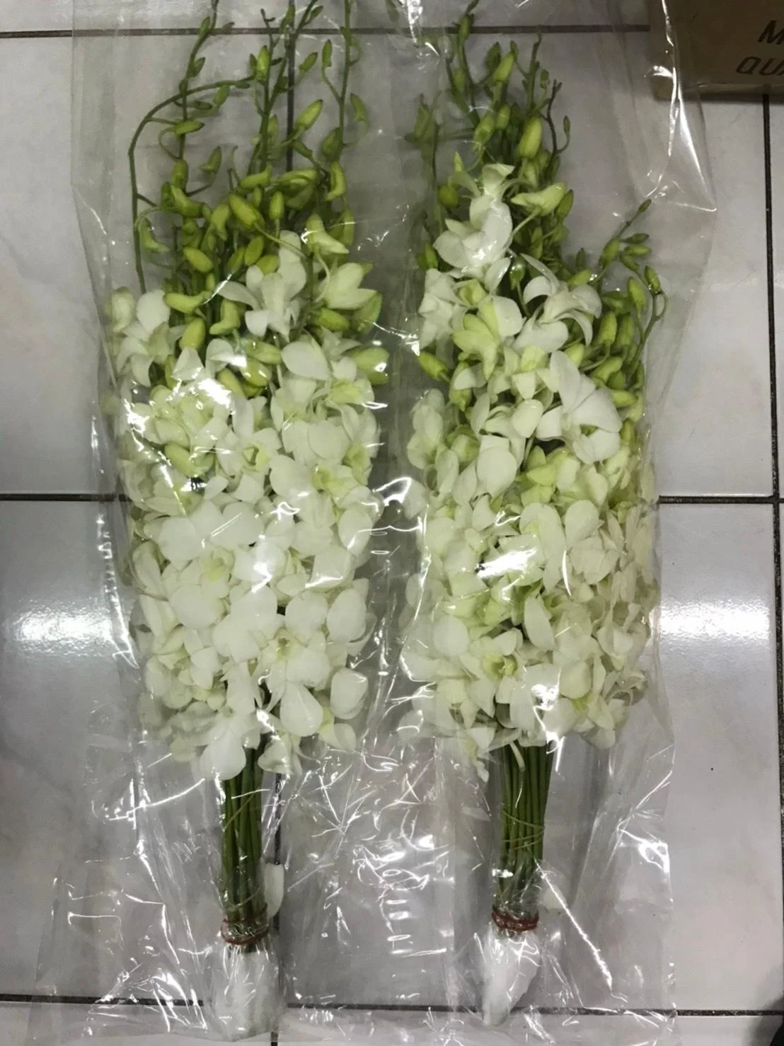 Orchid Flowers Cut flower thai orchids