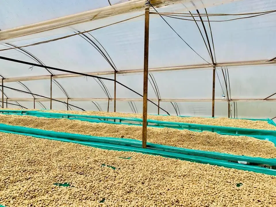 Вьетнамская зеленая фасоль ROBUSTA ARABICA кофе Лучшая цена Хорошее качество S16 S18 чистый сорт 1 упакован в мешок 60 кг