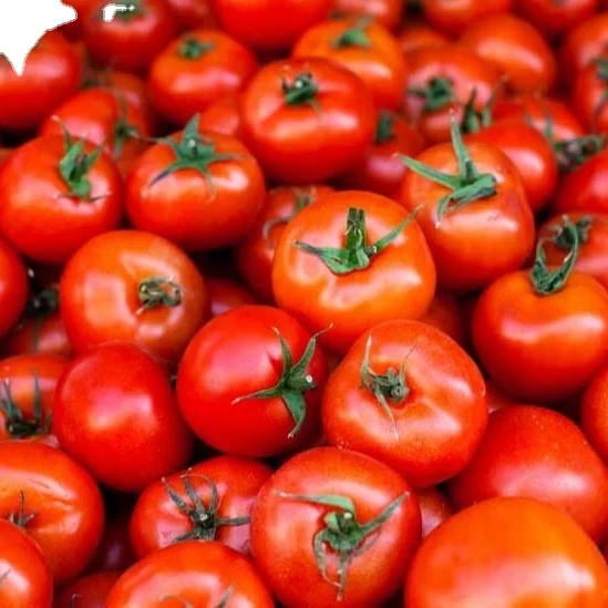 MN GLOBAL fresh vegetable  sale for tomato export in can packing