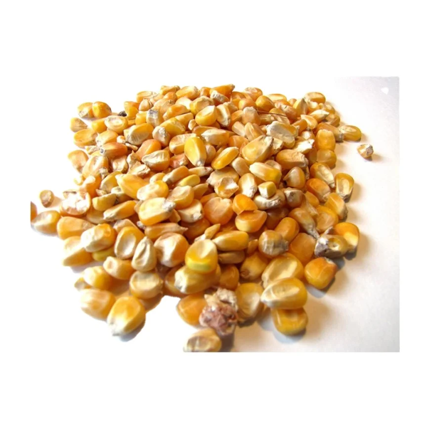 full of nutrients organic fresh maize yellow corn high quality yellow maize corn for animal feed supplier for sale