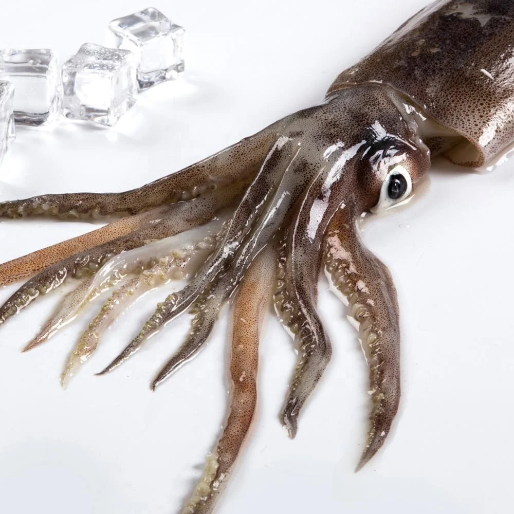 Frozen Illex Squid Wholesale Frozen Illex Squid/ Squid