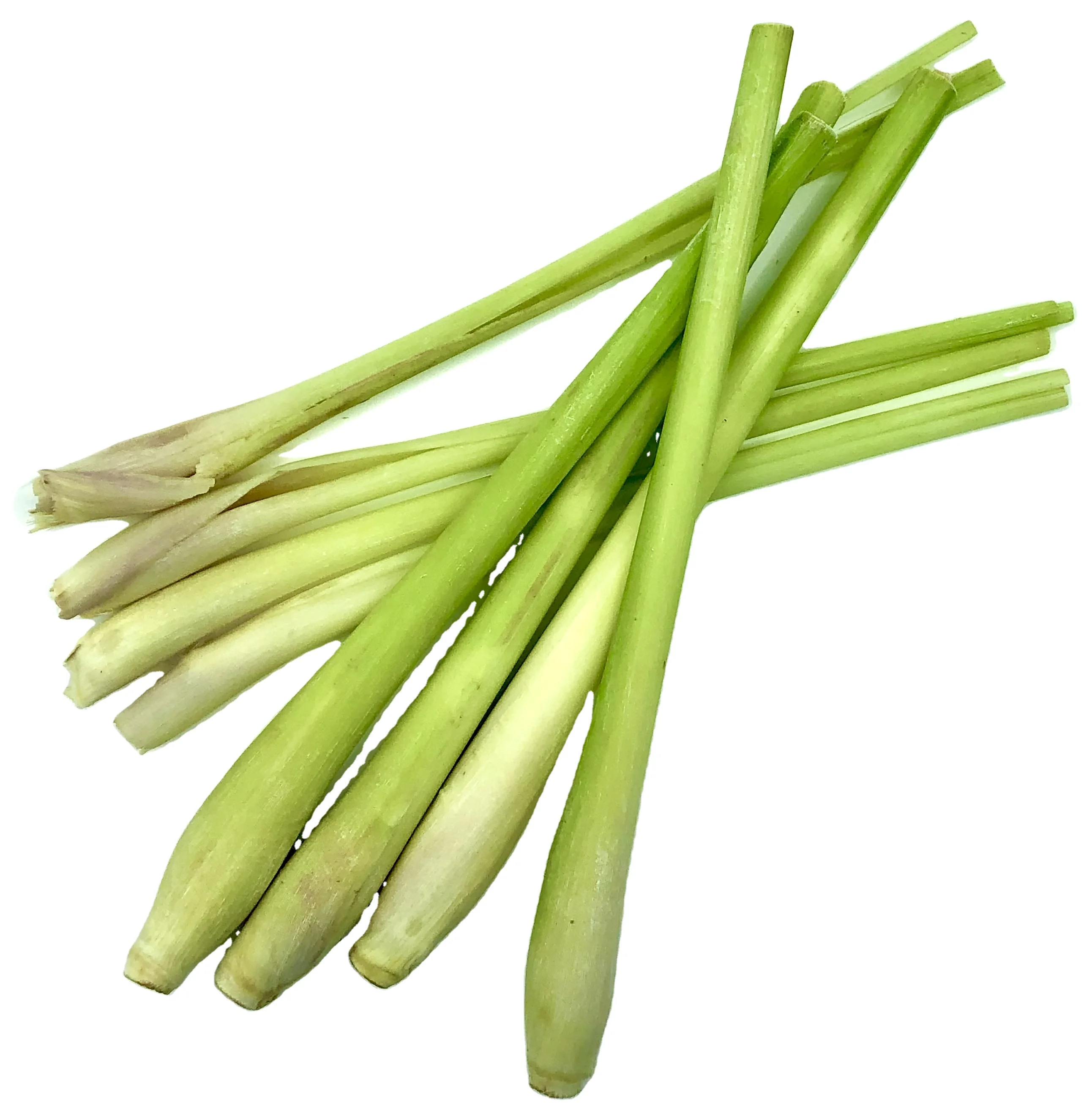 Premium Fresh Herb Lemon grass Flavorful Healthy Seasoning from Thailand