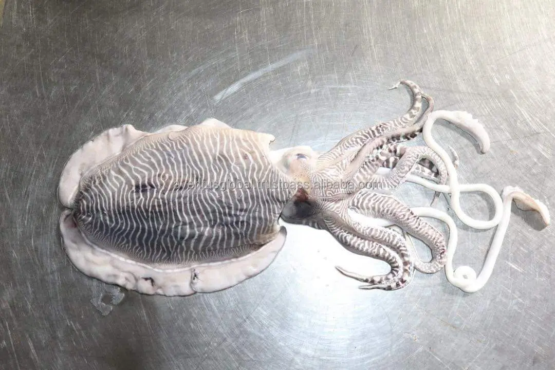 cuttlefish 1.jpg