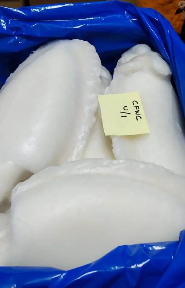 TOP QUALITY FROZEN CUTTLEFISH WHOLE CLEANED A GRADE FROM INDIA