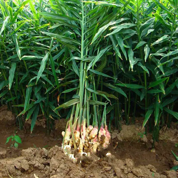 
NEW CROP 2021 FRESH YOUNG GINGER VIETNAM WITH BEST PRICE 