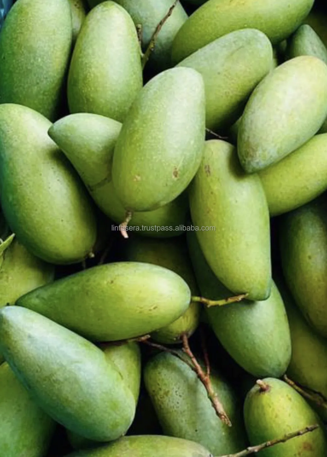 
Thailand Best Export Quality Green Mangoes 