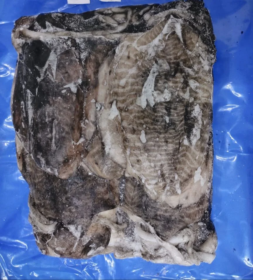 FROZEN WHOLE CUTTLEFISH