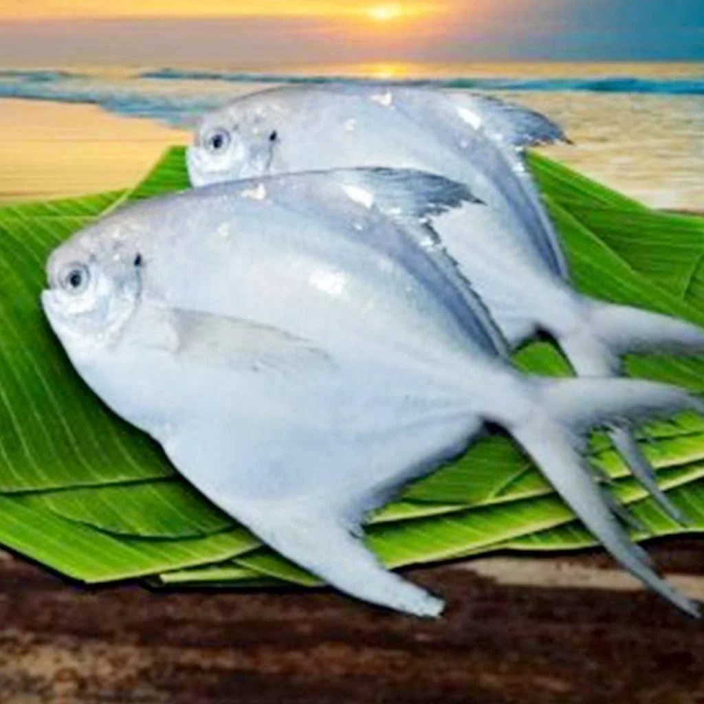 Форт «Холодное сердце» Золотой брама рыб форт Pomfret