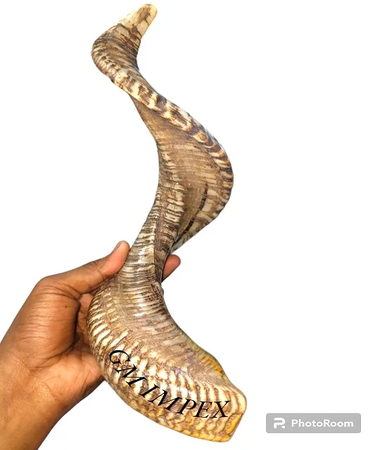 Finished and Raw Ram Horn Stocks from Indian Manufacturer Natural Crafts for Home Decoration Reasonably Priced Wholesaler