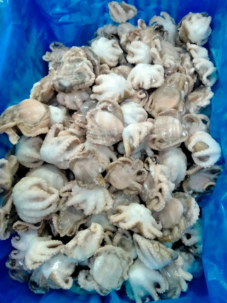 Frozen Octopus whole cleaned individual frozen  from India
