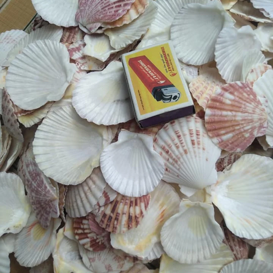 Лучшая цена Морская ракушка готовая к экспорту для морского гребешка краба поделок от VIET NAM HOANG LINH SG Kimy + 84938616690