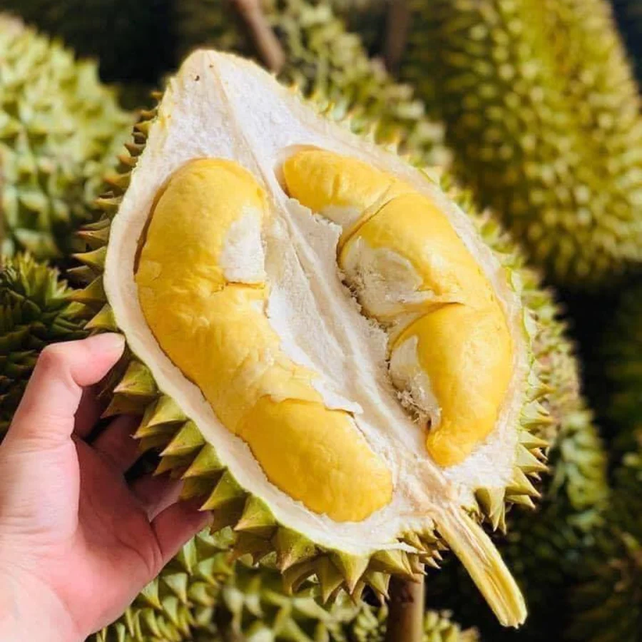 [New Product 2023] Fresh Durian Vietnam - New Arrival With High Quality Wholesale Best Price