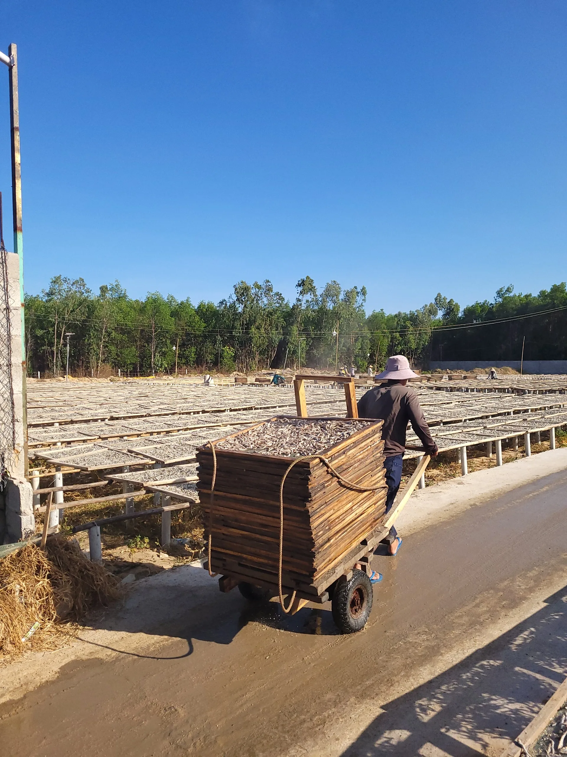 Hot Selling Seafood Dry Whole Anchovy Fish With Customized Logo And Packaging Bag From Vietnam Seafood Company