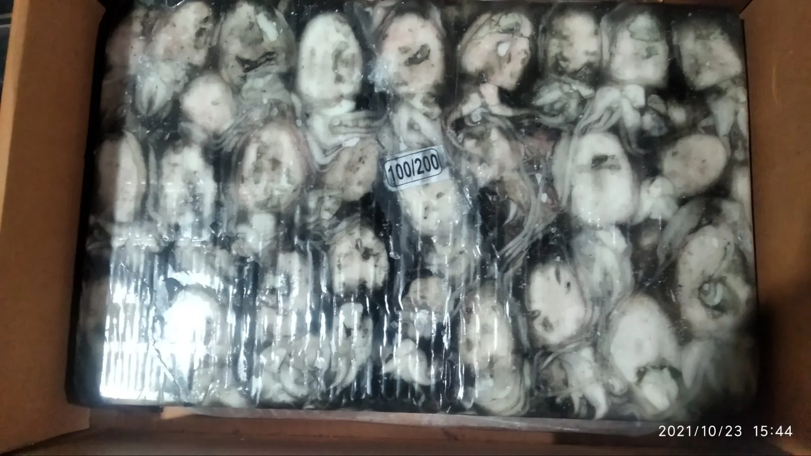 FROZEN CUTTLEFISH WHOLE BQF