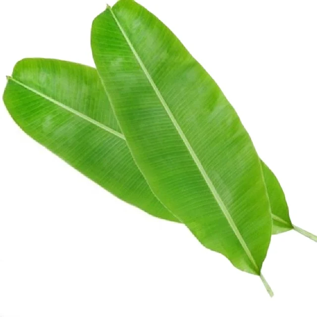 Frozen Fresh Banana Leaf/Use as Natural medicine/
