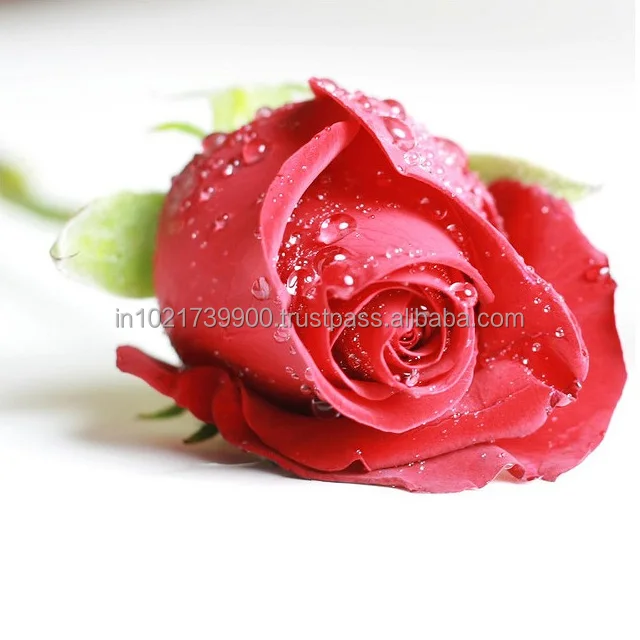 Wholesale Floral Foam Blocks Floral Dry Foam Fresh Cut Flower Mud Green White Wedding Decor OEM Gray Mother Pcs Color Plants Day