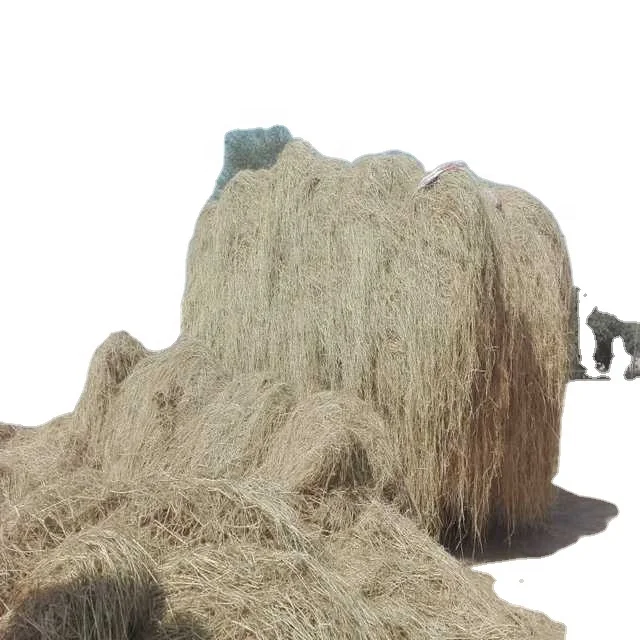 High Quality Pakistani Moisture Controlled Rice Straw Animal Feed 10/kg Bales Straw Hay Premium Quality Grade 100% Pure from PK