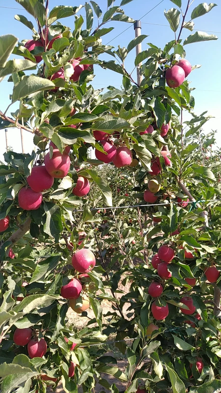 FRESH APPLES FROM TURKEY TO INDIA HIGH QUALITY FRESH PACKING 18 KG COLOR RED CIF FRESH FRUIT PLACE MODEL AGROWELL TURKISHGOODS