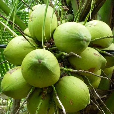 High quality Frozen young coconut meat Tropical Fruit in Viet Nam