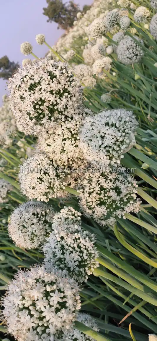 Top sale 2023 new production material for Fresh Vegetables Onion Red Bombay Onion Red Creole red piony Exporters from India