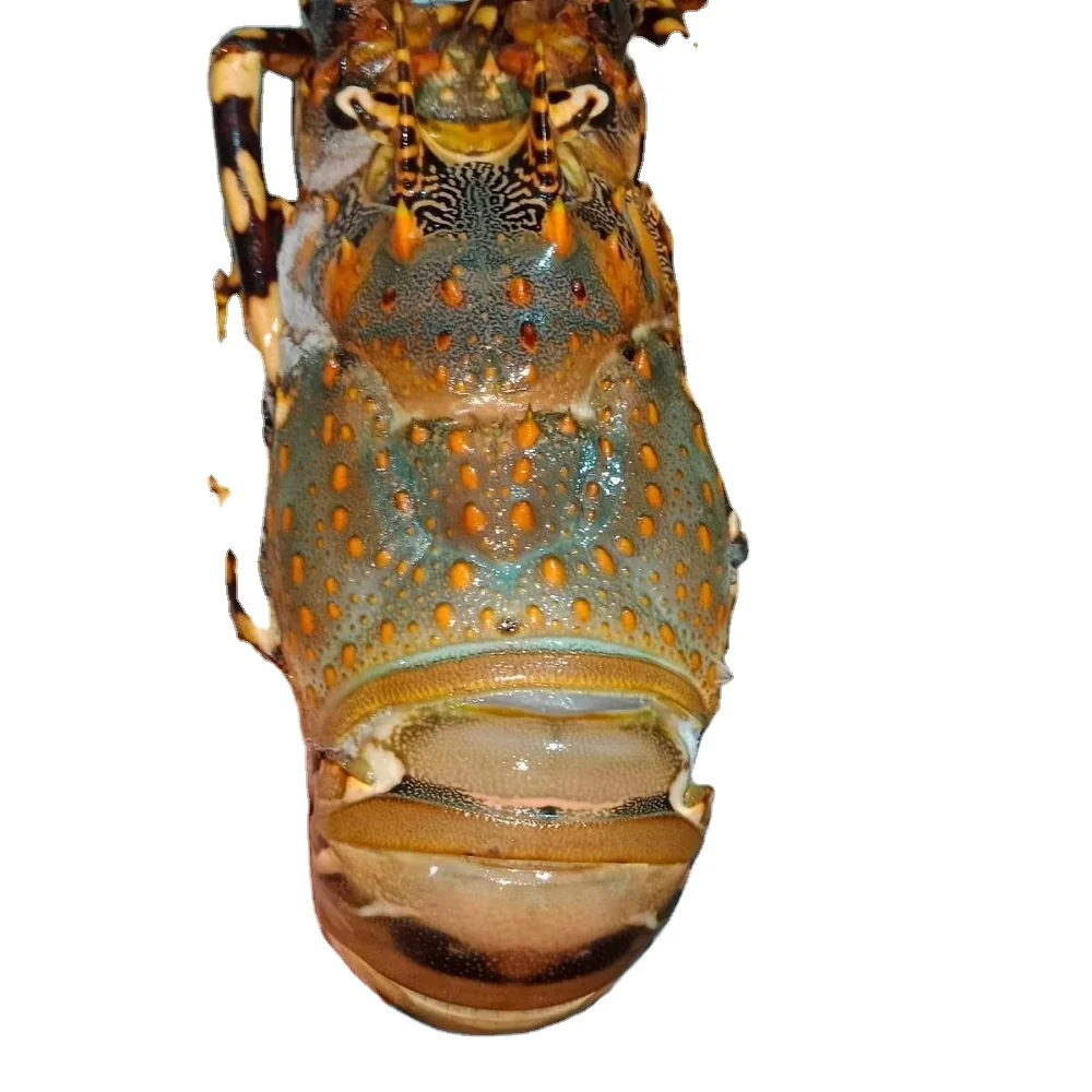 Свежие Доступные замороженные целые морепродукты гигантские красные лобстеры