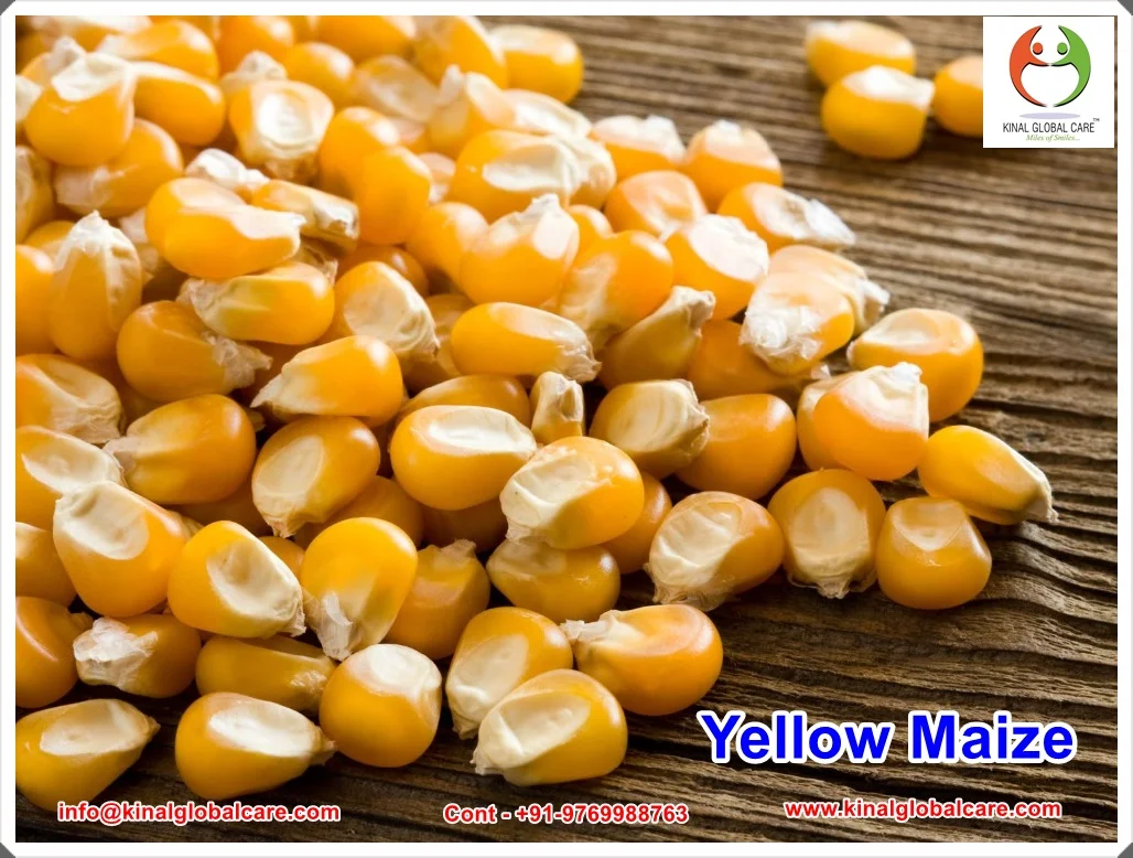 Indian Yellow Maize Crop latest 2022 Stock Available For Export At Wholesale Rate Ready To Ship Quantity
