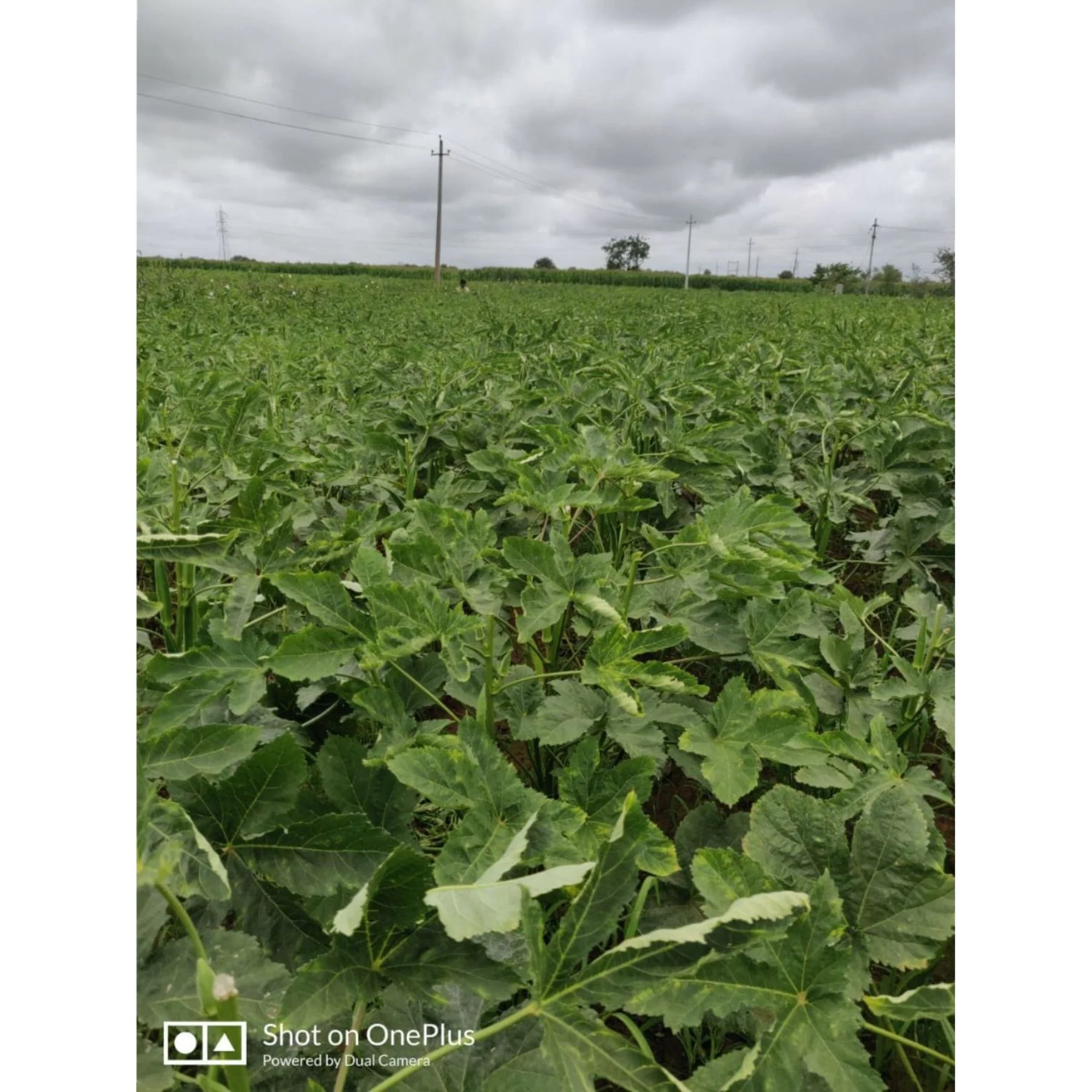 green okra arka anamika by indian exporters growers production of indian okras