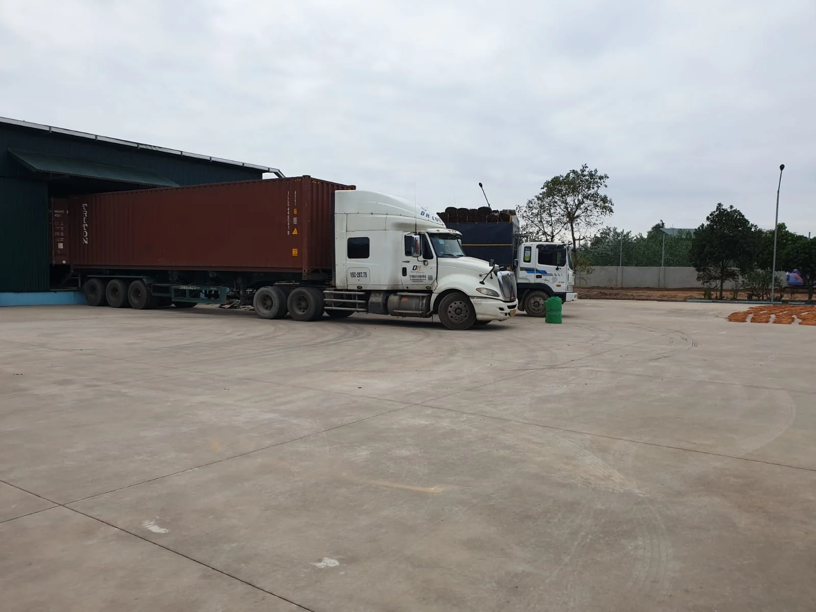 Cinnamon Roll 85% BEST SELLING 2021 Oil Rich Bulk Quantity