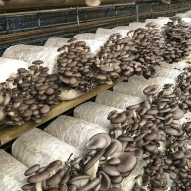QiHe high-quality mass-produced factory oyster mushroom spawn logs for cultivation easy to grow