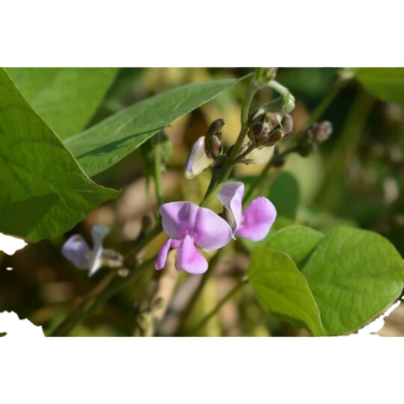 Wholesale price for Lab Beans (Sona)