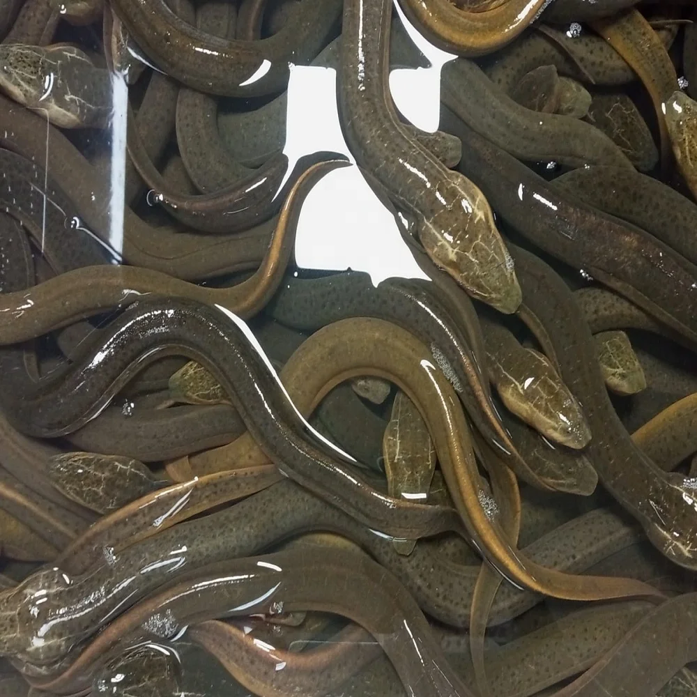 Рыба кошерная объемная стильная упаковка вес полка для угрея оригинальный эхо-тип в форме жизни HACCP живые азиатские болотные рыбы