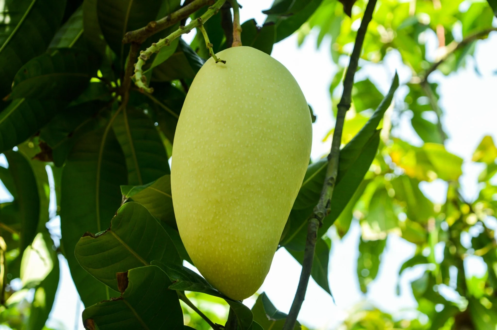 [ Hot Deal ] Vietnamese Cat Chu Mango Good for Healthy Export Purchase Carton Packaging Vietnam Trading Fresh Mangos