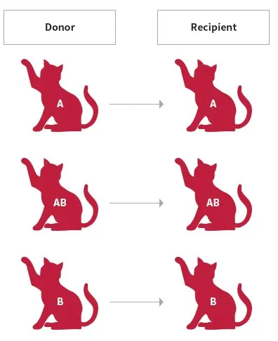 Prominent & Good Cat health Care Blood Type Test Supplement Made in South Korea