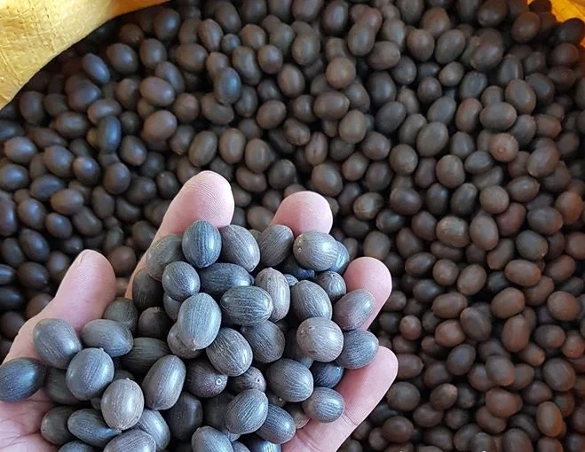 VIETNAM BLACK LOTUS SEEDS NATURAL NUTS AND SEEDS FACTORY WHOLESALE PRICES HIGH QUALITY