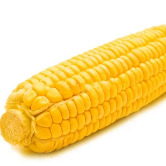 Dried Yellow Maize Corn, Non-GMO Yellow Corn & White Corn/Maize for Human & Animal Feed