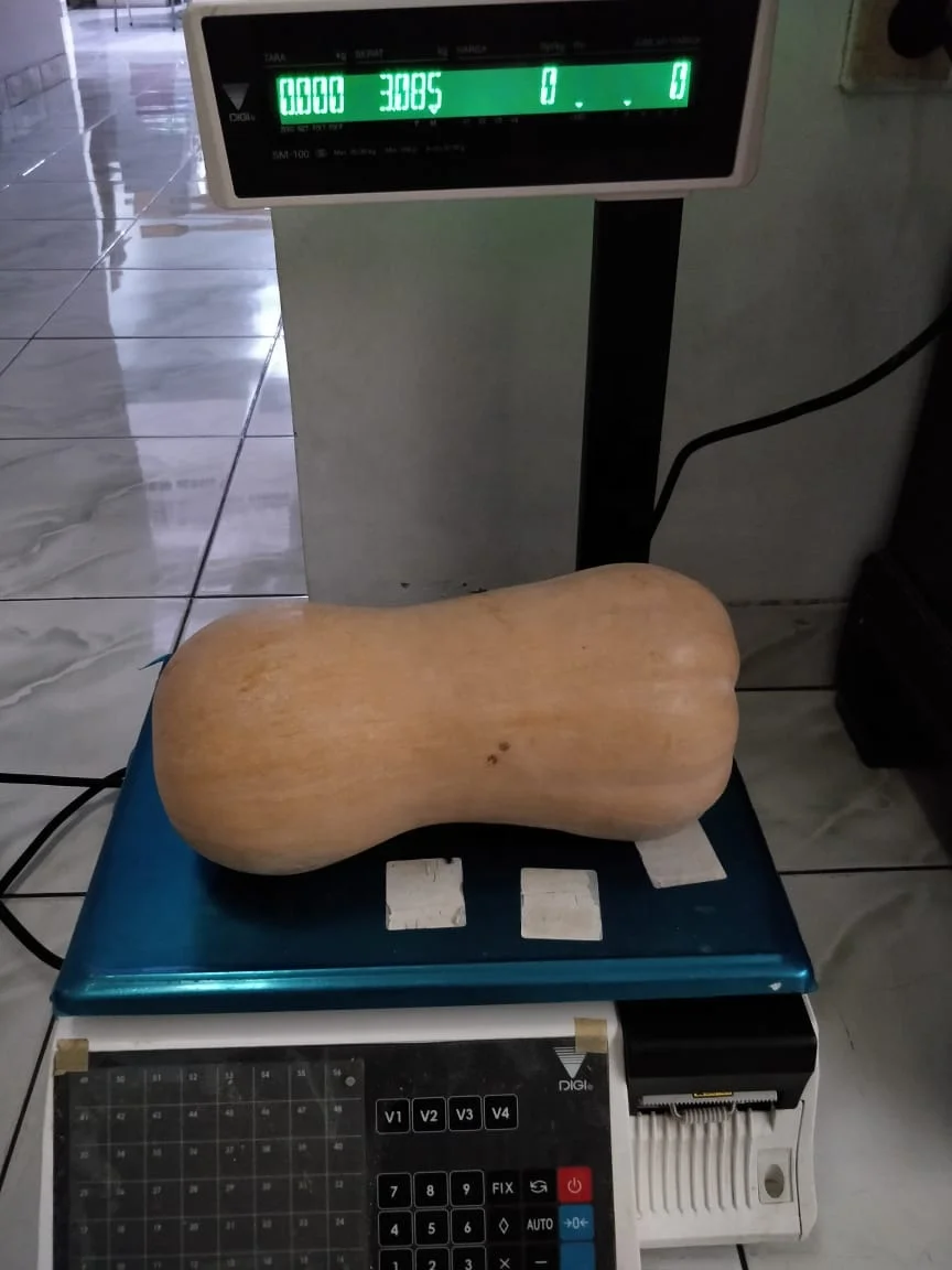 
Organic Fresh Butternut Export Quality 