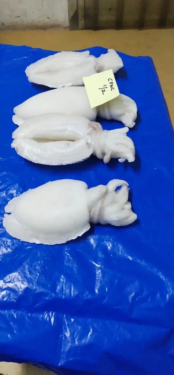 TOP QUALITY FROZEN CUTTLEFISH WHOLE CLEANED A GRADE FROM INDIA