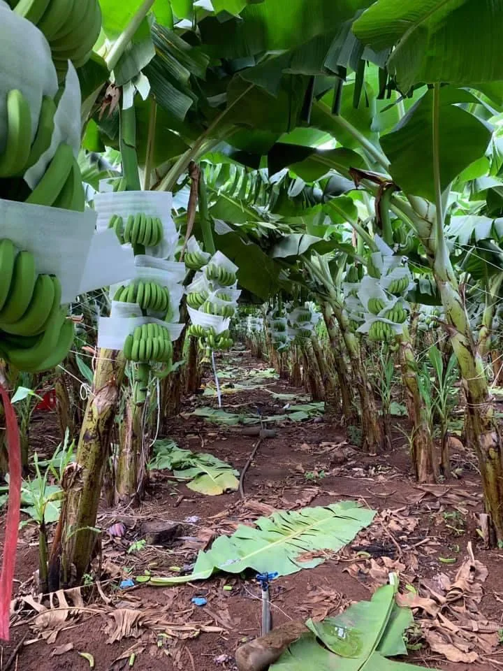 Свежие бананы pisang cavendish harvest во Вьетнаме 2021 для улучшения здоровья