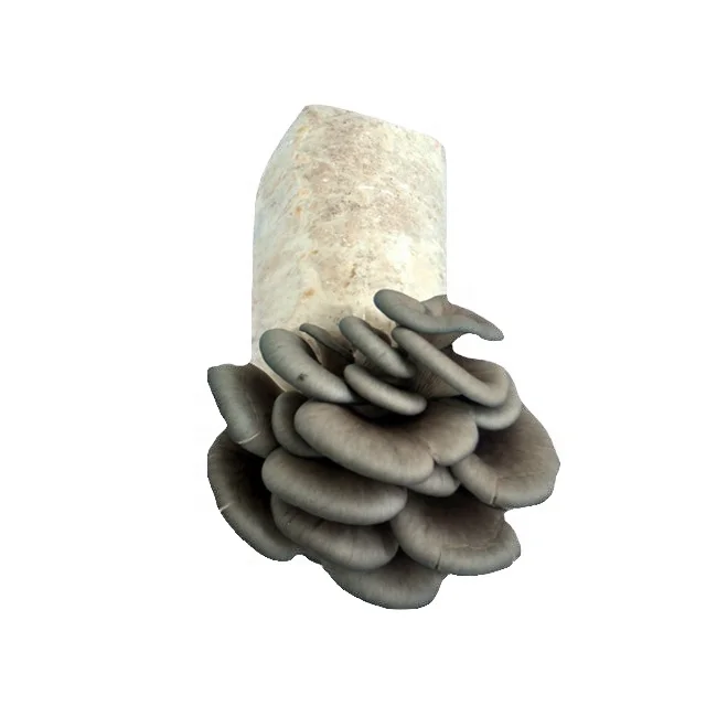 Oyster Mushroom Growing Bags with inoculated strain. Certificate of phytosanitary available.