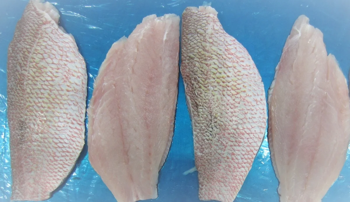 Vietnam supplier Frozen Snapper fillet skin on, boneless in bulk ready to ship with high quality seafood