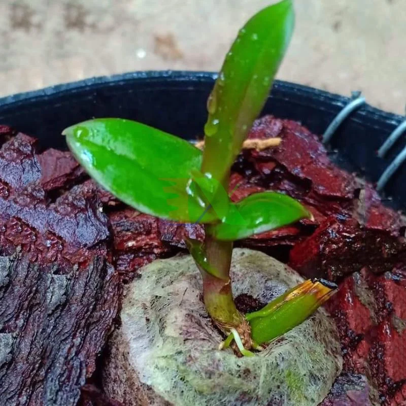  Натуральный кокосовый горшок для сада и дома гигантский сад из Вьетнама + 84 966722357