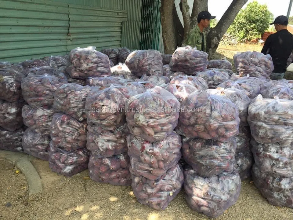 High Quality Agriculture Vietnam GMO Cultivation Type 15sm Size New Fresh Fruit Japanese Sweet Potato For Cooking
