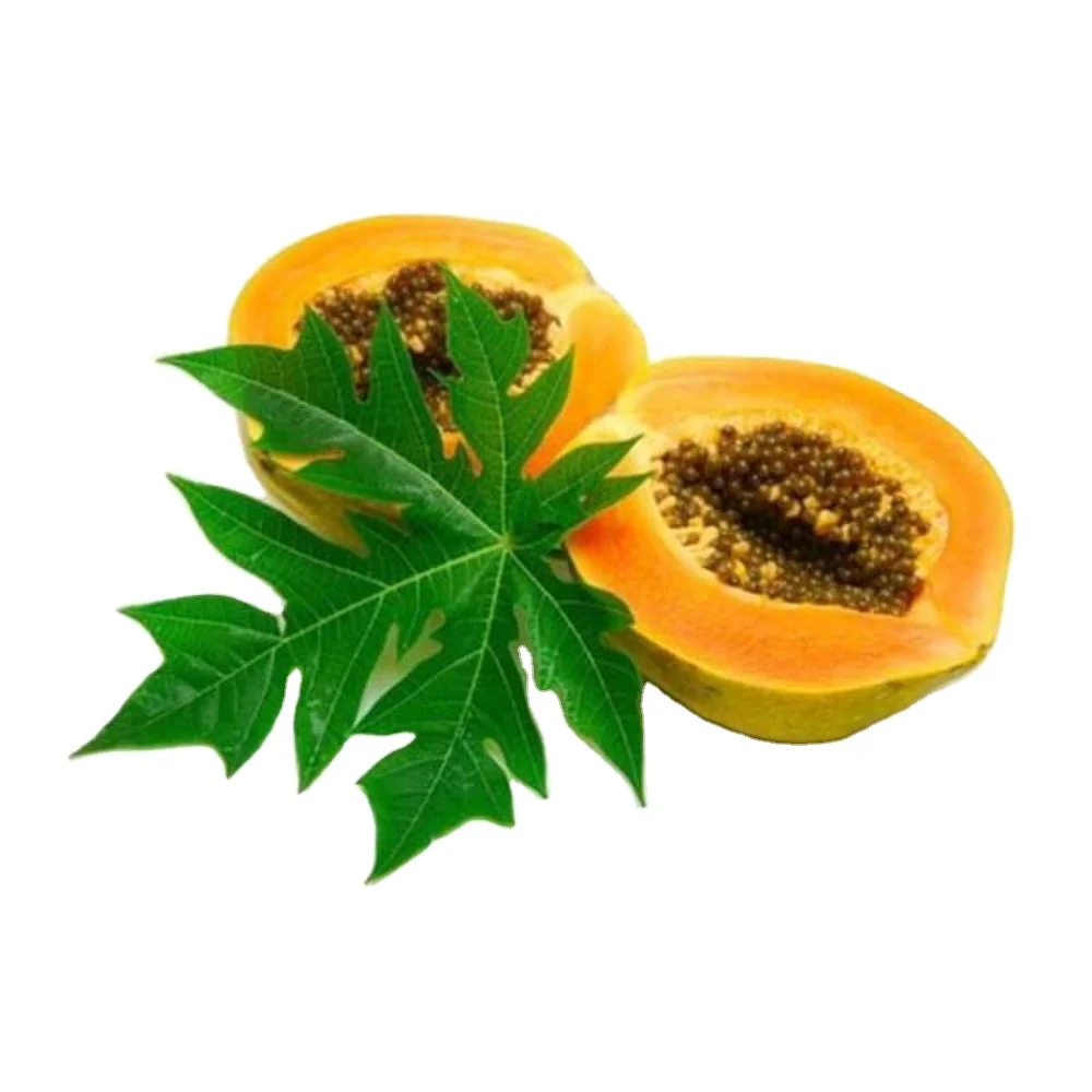 Лучшая цена для сельского хозяйства Pawpaw red glory