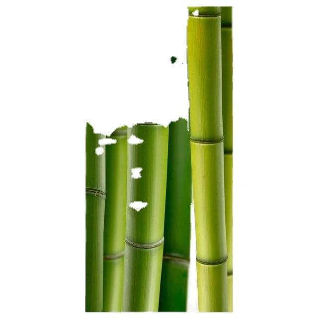 Сельское хозяйство бамбуковые палочки необработанные для рассады 99GD