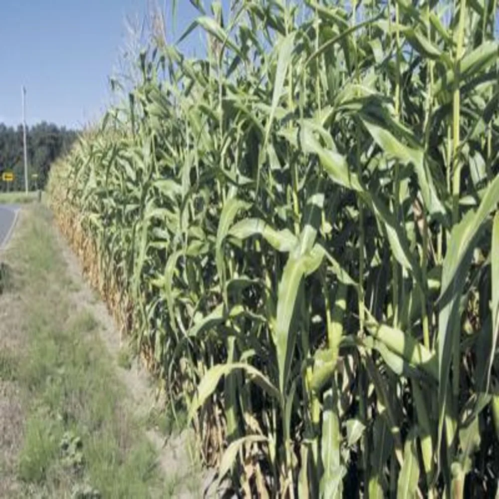 Wholesale Corn Silage Disease-Free Animal Feed for Cattle