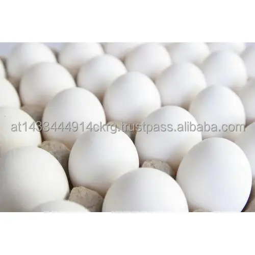 fresh-white-eggs-500x500.jpg